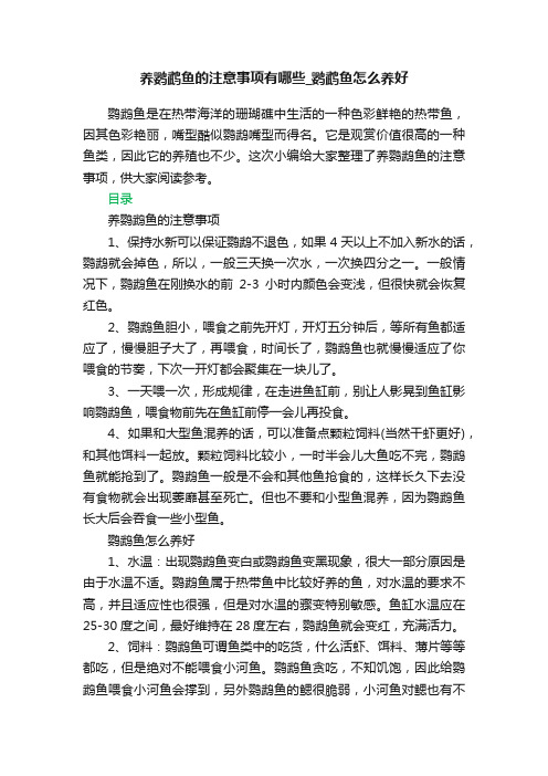 养鹦鹉鱼的注意事项有哪些_鹦鹉鱼怎么养好