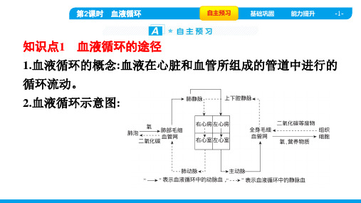 2022年人教版七年级下册生物第四章人体内物质的运输 第三节输送血液的泵——心脏 第2课时血液循环