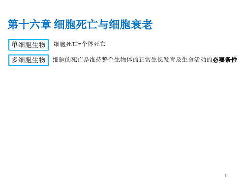 第十六章 细胞死亡与细胞衰老