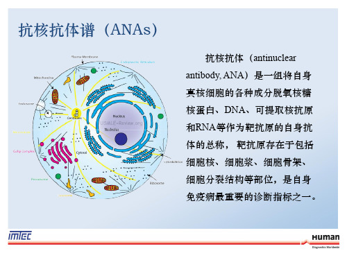 ANA检测