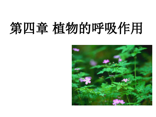 第四章 植物的呼吸作用