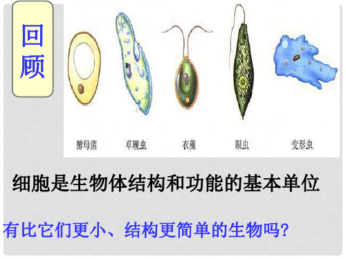 人教版初中生物八上5.5 病毒 课件  (共17张PPT)优秀课件