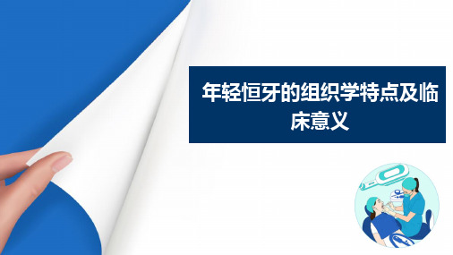 乳牙及年轻恒牙的解剖形态与组织结构特点 年轻恒牙组织学特点及临床意义