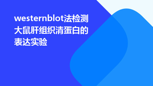 Westernblot法检测大鼠肝组织清蛋白的表达实验