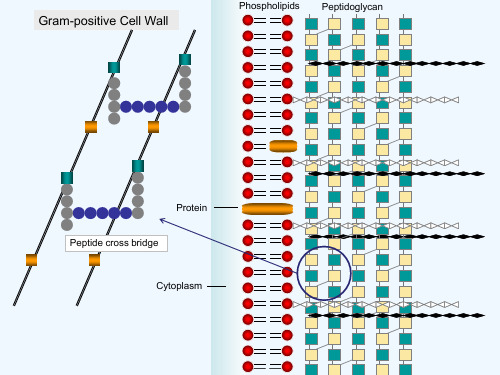 细菌细胞壁教学课件