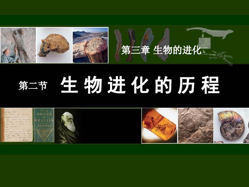 《生物进化的历程》生物的进化PPT课件