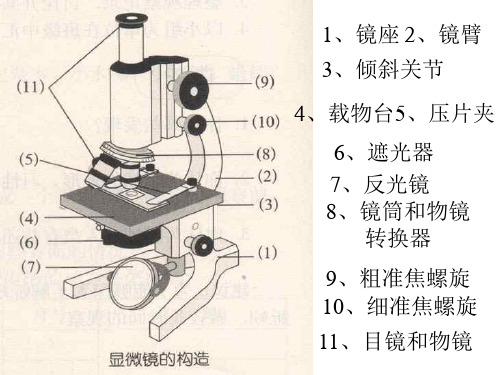 七年级科学显微镜的使用(PPT)4-3