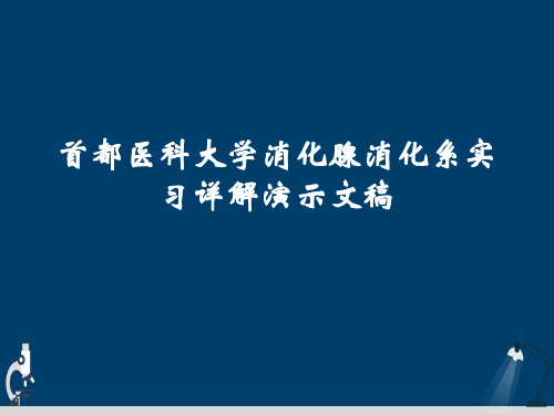 首都医科大学消化腺消化系实习详解演示文稿