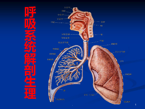 呼吸系统解剖生理学