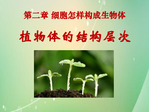 《植物体的结构层次》PPT课件