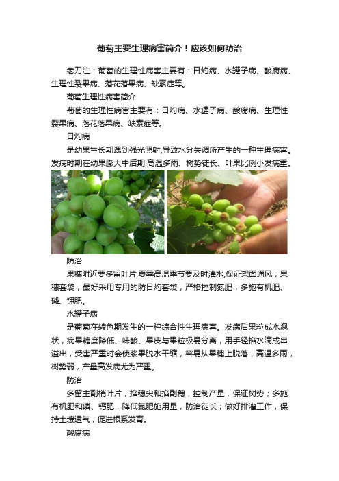 葡萄主要生理病害简介！应该如何防治