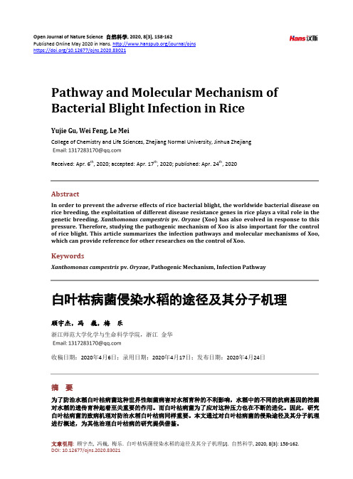 白叶枯病菌侵染水稻的途径及其分子机理