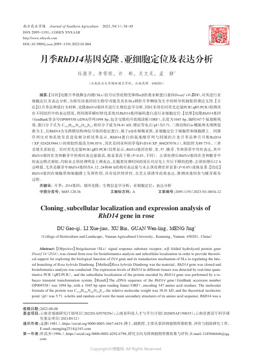 月季RhD14基因克隆、亚细胞定位及表达分析