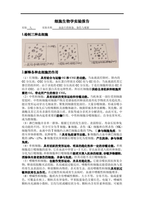 细胞生物学实验报告