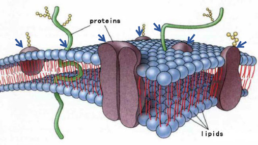 细胞膜的化学组成-蛋白质