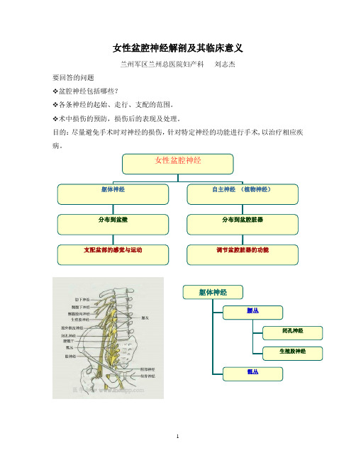 女性盆腔神经解剖及其临床意义