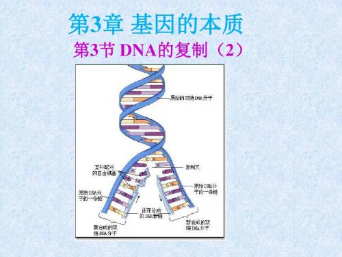 人教版高中生物必修二课件：第3章 第3节 DNA的复制(2)