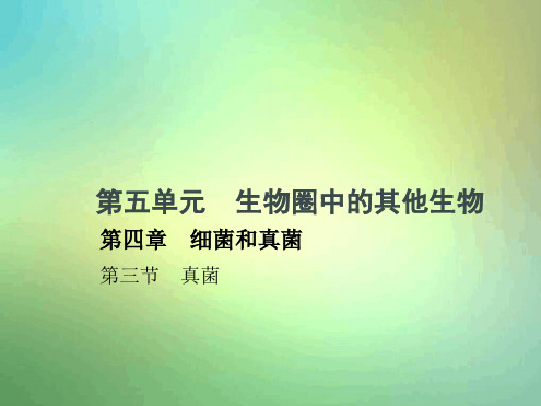 八年级生物上册543真菌课件新版新人教版