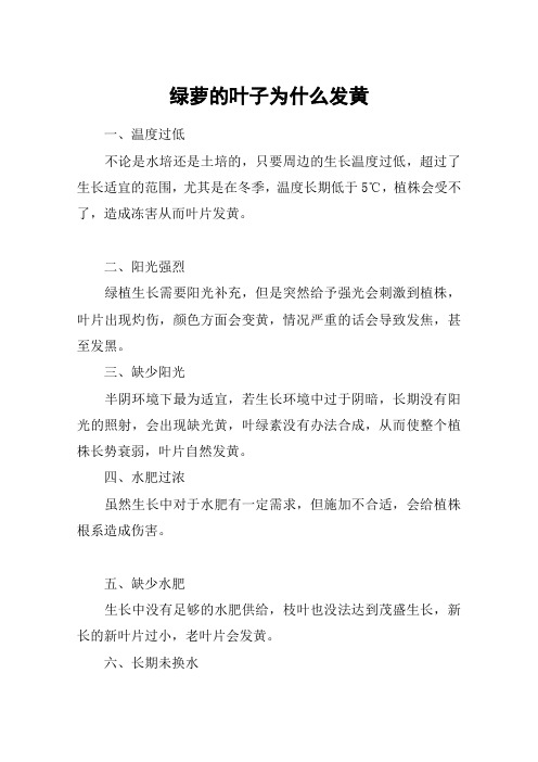 绿萝的叶子为什么发黄