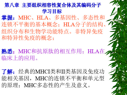 第八章 MHC分子