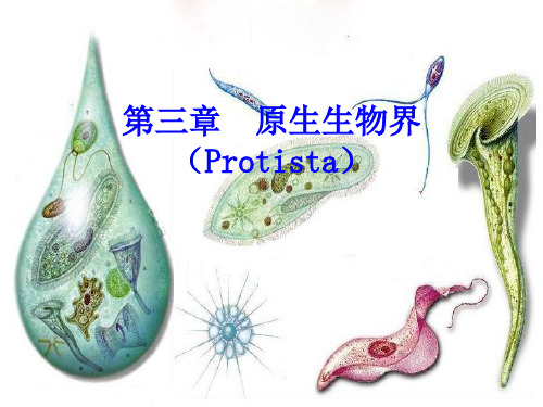 古生物地层学第三章原生生物界