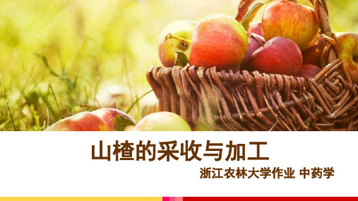 山楂的采收与加工