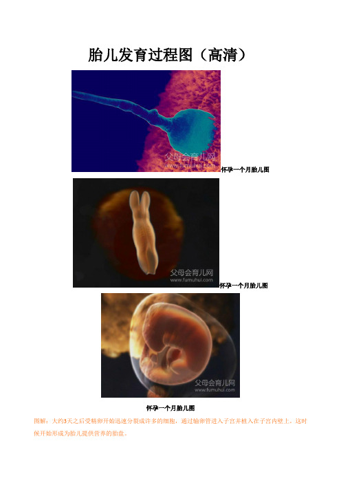 胎儿发育过程图(高清)