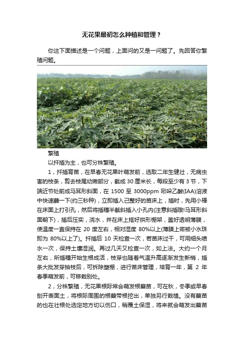 无花果最初怎么种植和管理？