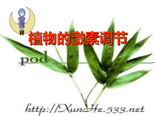 《植物的激素调节》PPT课件