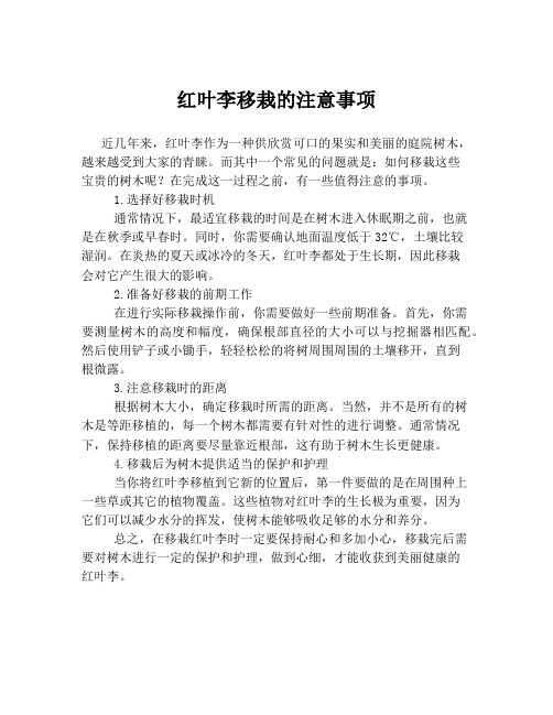 红叶李移栽的注意事项