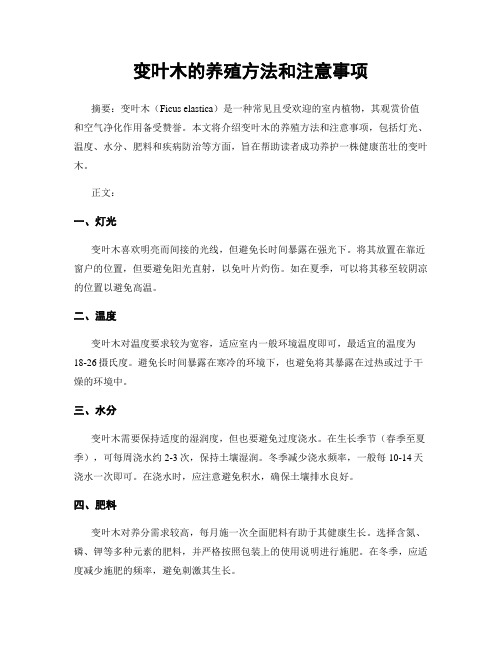 变叶木的养殖方法和注意事项