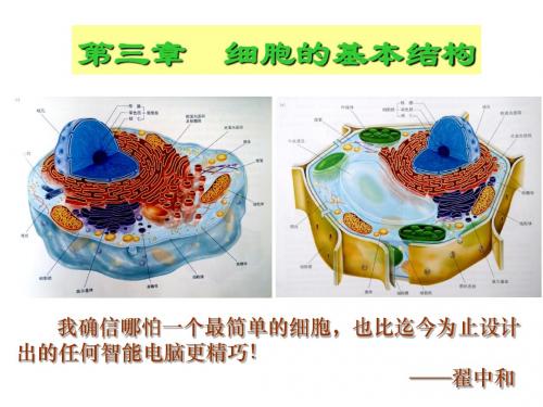 耿直-3.1细胞膜——系统的边界