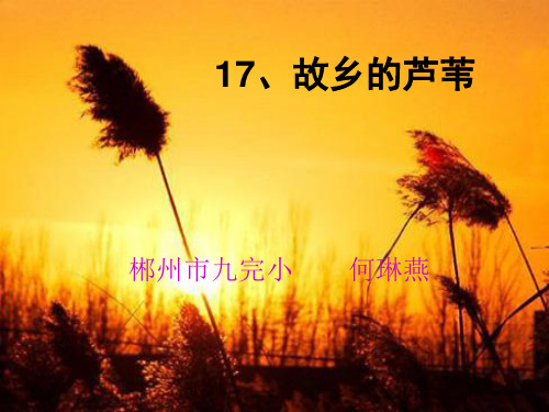 17、故乡的芦苇1.ppt