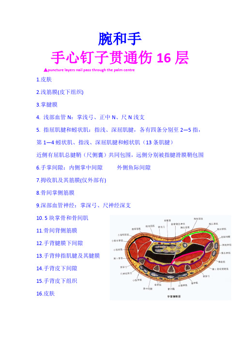 局解复习资料之腕和手