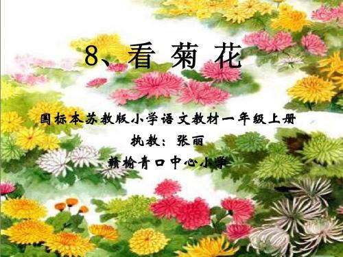 8、看菊花