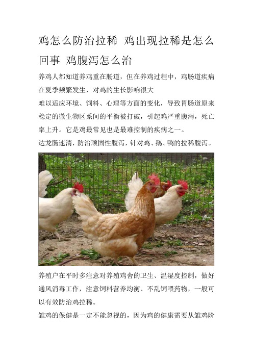 鸡怎么防治拉稀 鸡出现拉稀是怎么回事 鸡腹泻怎么治