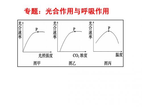 专题复习-光合作用与呼吸作用