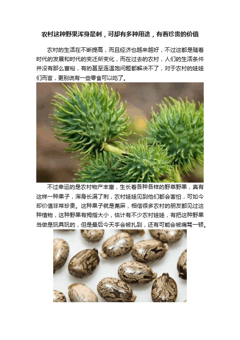 农村这种野果浑身是刺，可却有多种用途，有着珍贵的价值