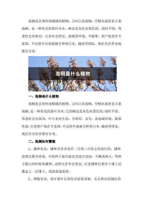 泡桐是什么植物,如何繁殖