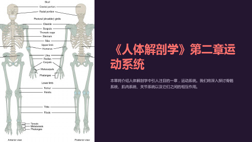 《人体解剖学》第二章运动系统