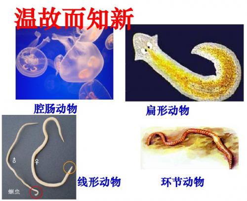 人教版八年级生物上册5.1.4《鱼》课件 (共23张PPT)