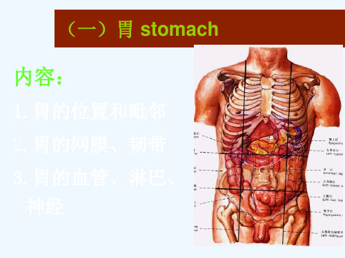 结肠上区解剖新