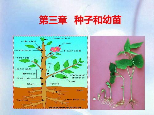 植物学教学课件4--植物种子和幼苗