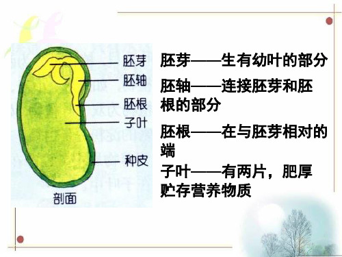 菜豆种子和玉米种子的基本结构