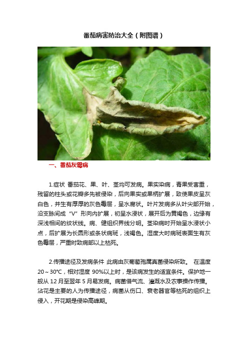 番茄病害防治大全（附图谱）