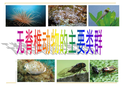 初中生物 无脊椎动物的主要类群 济南版精品课件