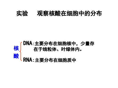 观察核酸在细胞中的分布