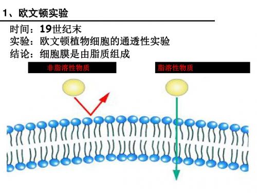 一轮复习：细胞膜流动镶嵌模型