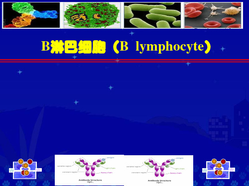 [免疫学]B细胞