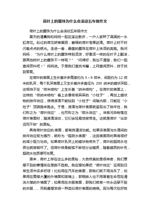 荷叶上的露珠为什么会滚动五年级作文